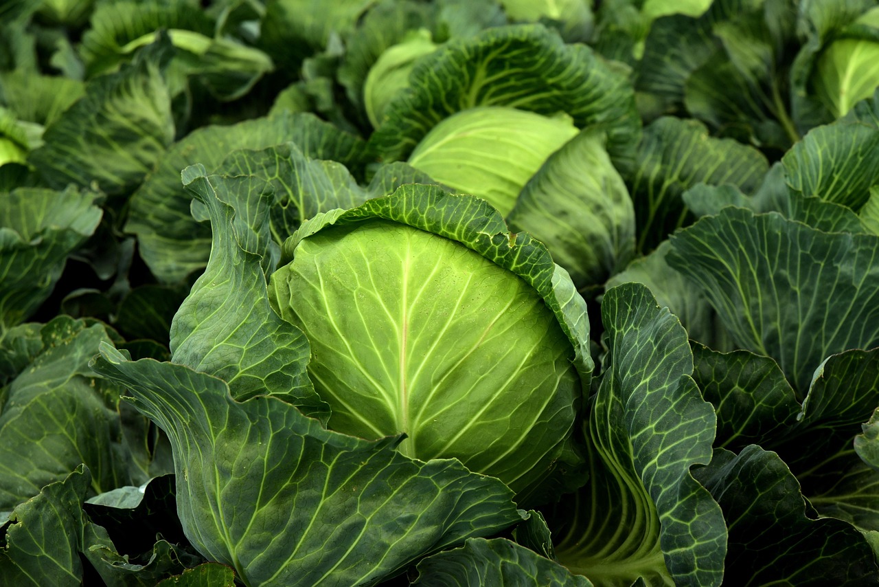 Gesunde Ernährung: Die einfachen Grundlagen für jeden Tag