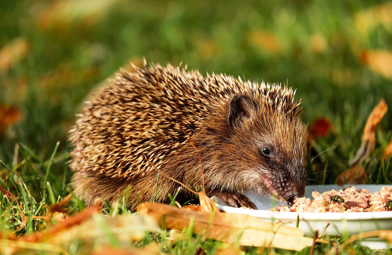 Wer sich zum Essen hinsetzt und