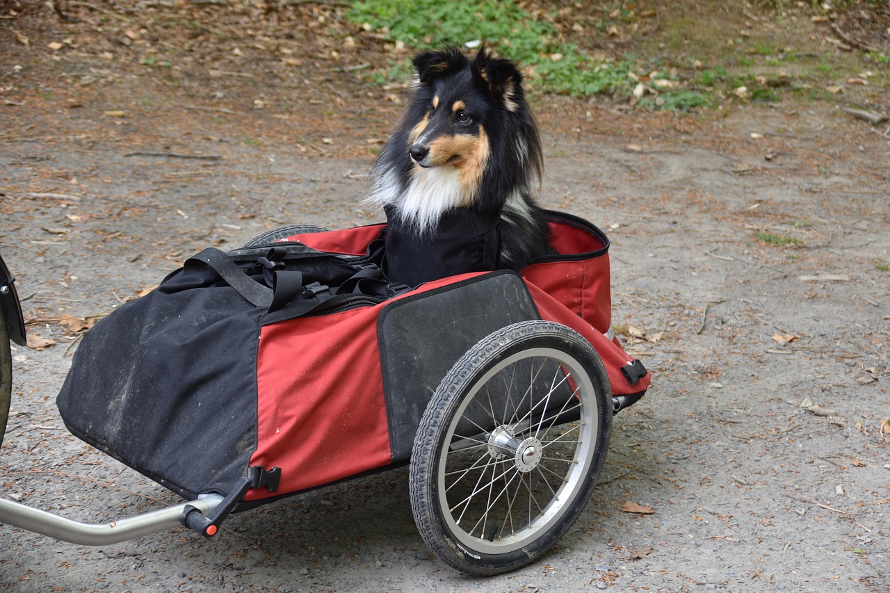 Hund im Urlaub