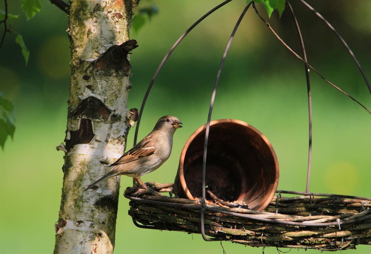 Nahrung in der Wildnis: Was die Natur dir bietet