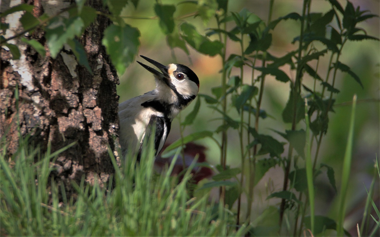 Nahrung Wildnis