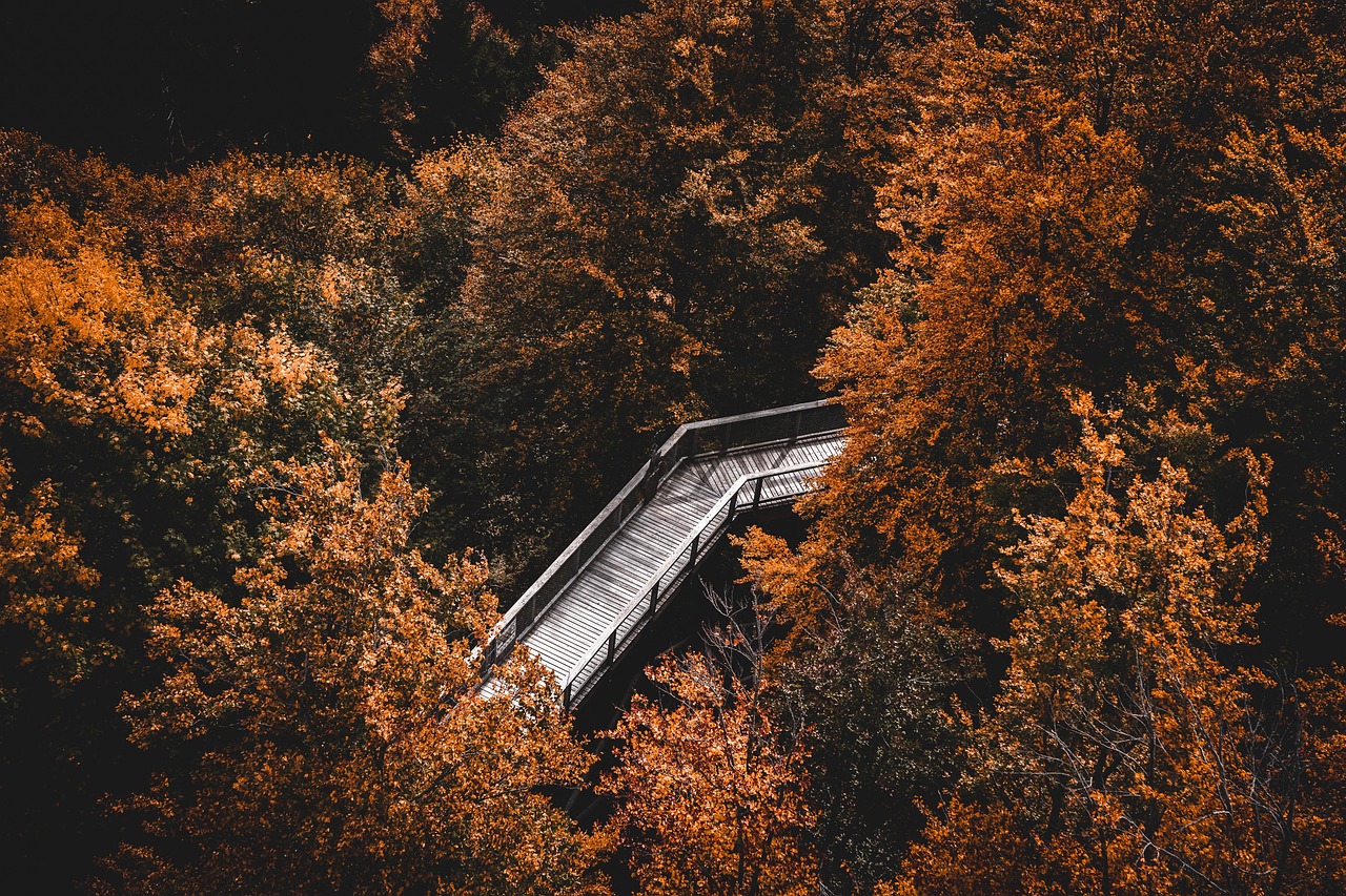 Orientierung im Wald