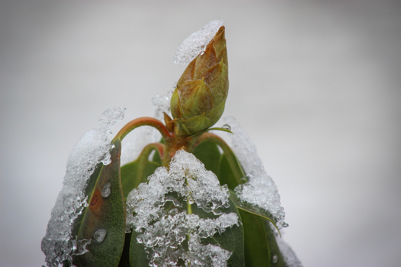 Überleben im Winter